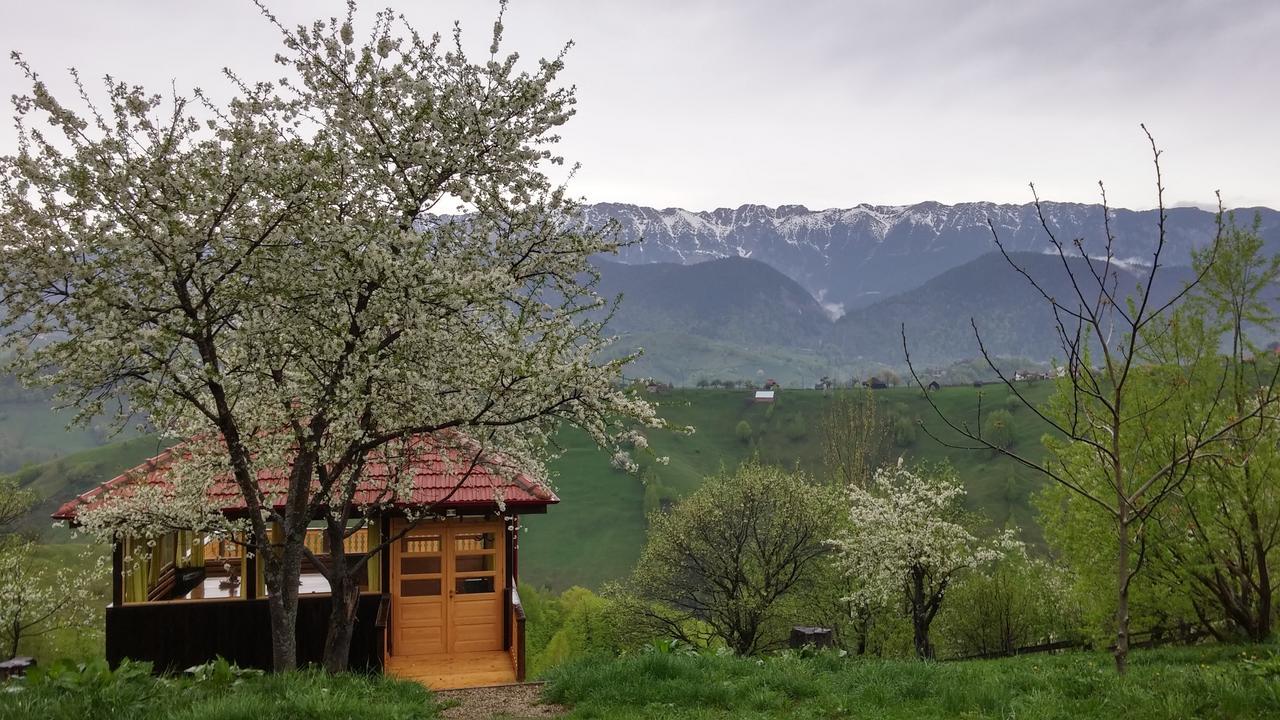 Măgura Alpine Escape Studios חדר תמונה
